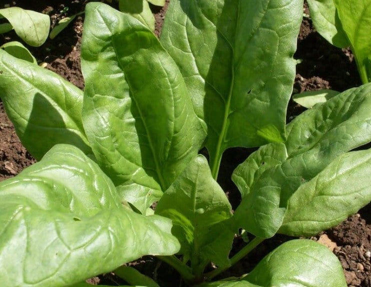 Organic Spinach Winter Giant