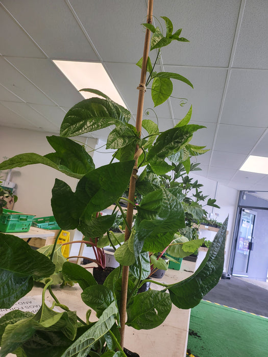 Passionfruit Large Black PB3 bag