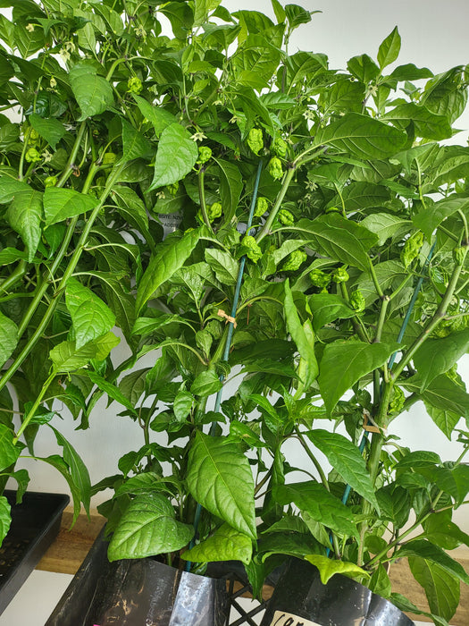 Carolina Reaper pb3 bag