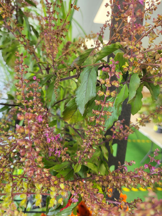 Holy Basil (Tulsi)PB3 bags