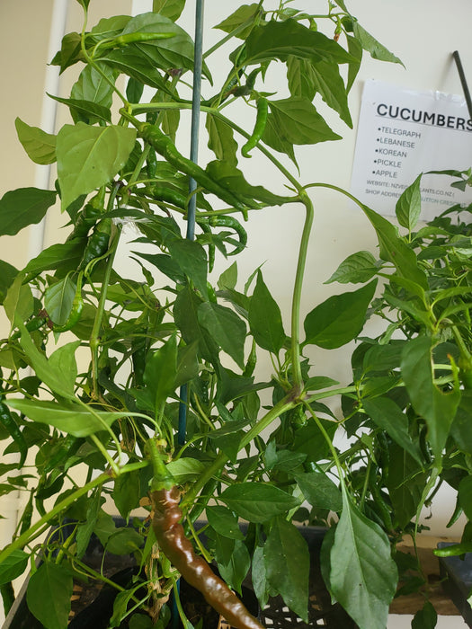 Asian Fire Chilli(Long Green) in PB2, 3 BAGS FRUITING