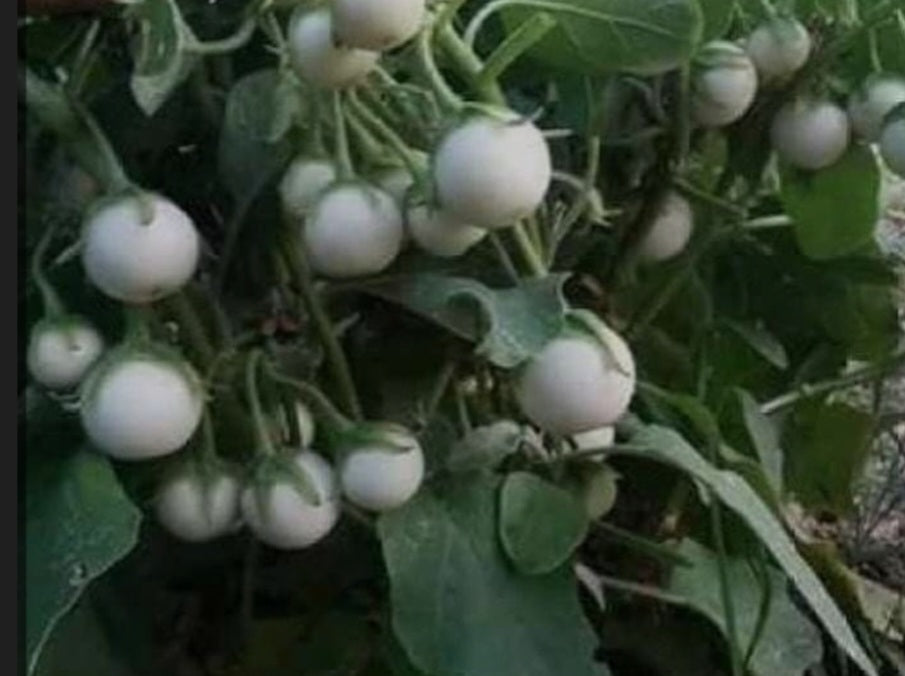 Thai White Star Eggplant