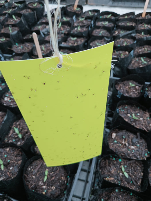 Garden Fly Traps