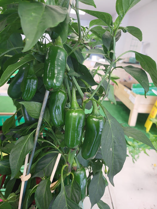 Jalapeño Chilli in PB3 BAGS FRUITING