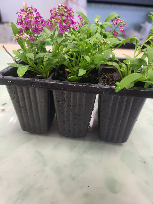 Alyssum Easter bonnet deep rose