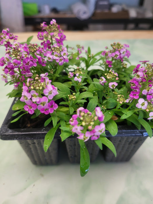 Alyssum Easter bonnet  deep pink flowers