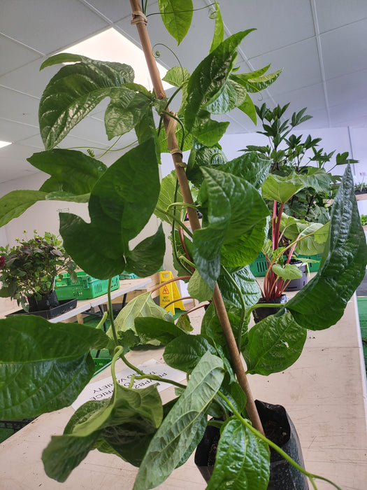 Passionfruit Large Black PB3 bag