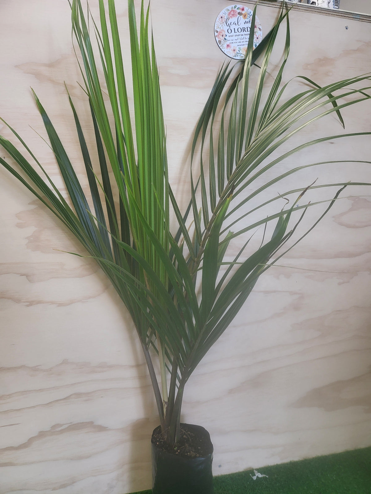 Nikau palms tree — NZ Veggie Plants