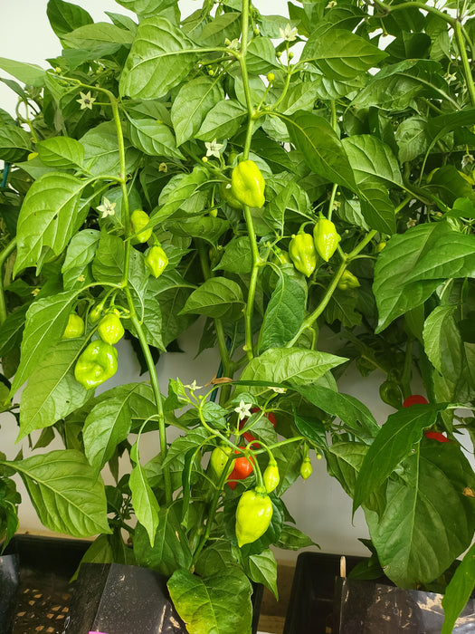 Red Habanero Chilli PB3 BAGS FRUITING