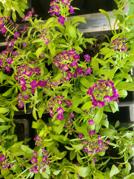 Alyssum Easter bonnet violet flowers