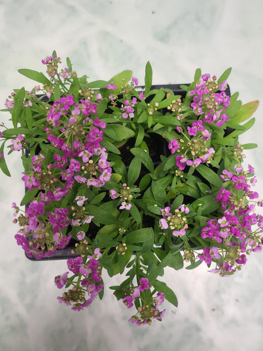 Alyssum Easter bonnet  deep pink flowers