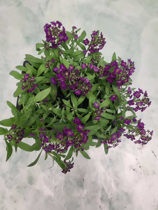 Alyssum Easter bonnet violet flowers