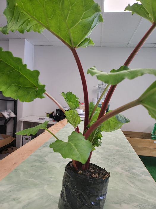Rhubarb Red Cherry