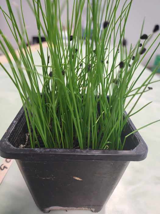 Gatlic Chives