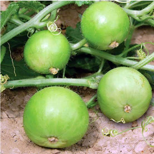 Tinda