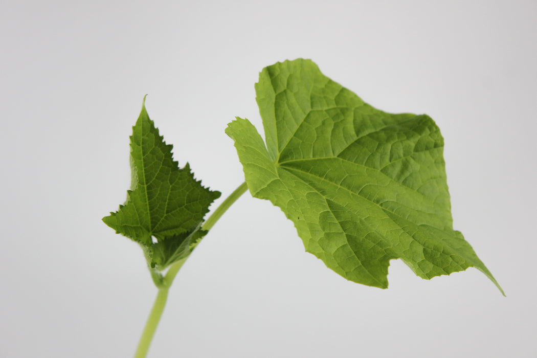 Eun Cheon (Korean) Cucumber