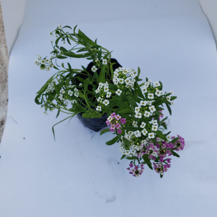 Alyssum Pastel Carpet Flower