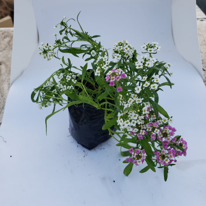 Alyssum Pastel Carpet Flower