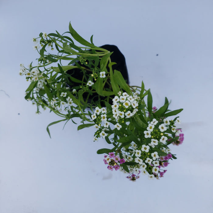 Alyssum Pastel Carpet Flower