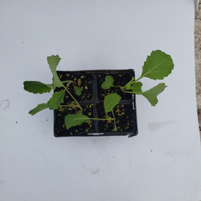 Cabbage ready by 10th feb