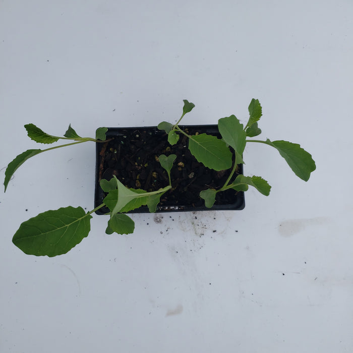 Cauliflower ready by 10th feb