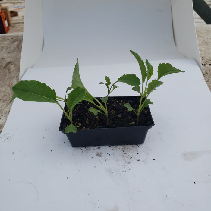 Cauliflower ready by 10th feb