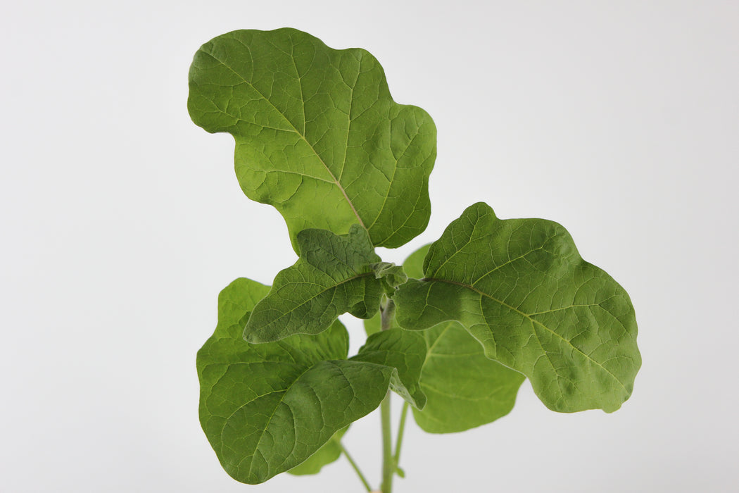 Thai Purple Eggplant