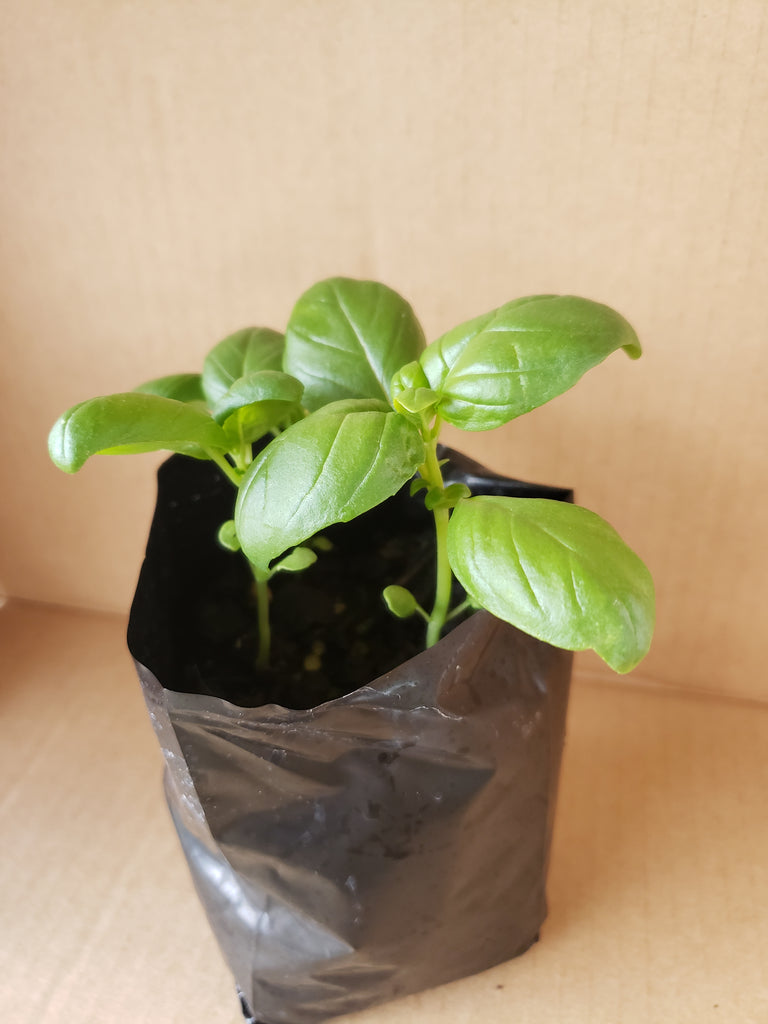 Sweet Basil NZ Veggie Plants