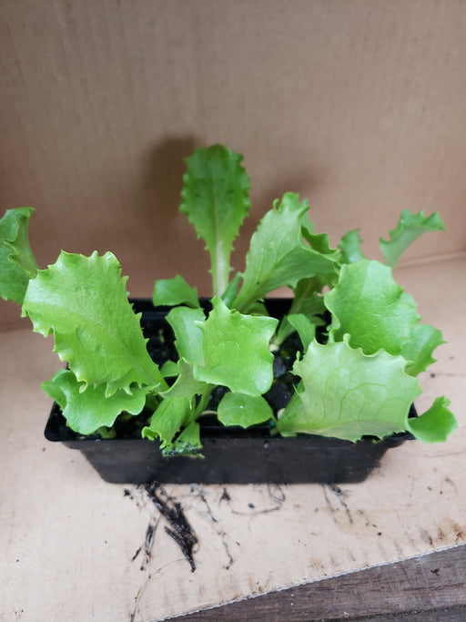Great Lakes, Lettuce - NZ Veggie Plants