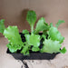 Great Lakes, Lettuce - NZ Veggie Plants