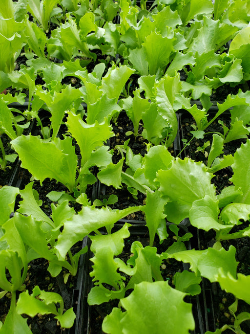 Great Lakes, Lettuce - NZ Veggie Plants