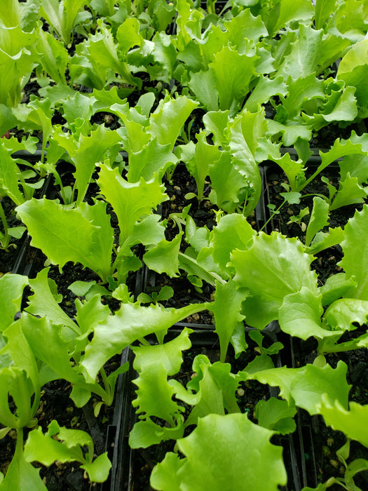 Great Lakes, Lettuce - NZ Veggie Plants