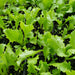 Great Lakes, Lettuce - NZ Veggie Plants