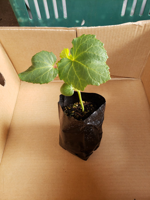 Millionaire, Okra - NZ Veggie Plants