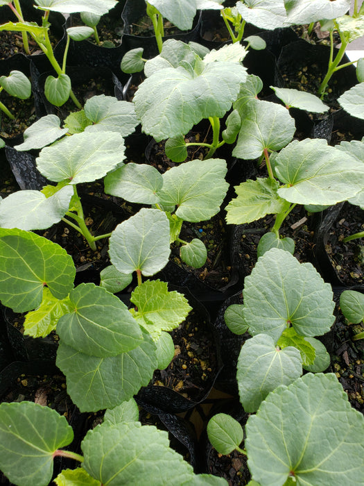 Millionaire, Okra - NZ Veggie Plants