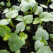 Millionaire, Okra - NZ Veggie Plants