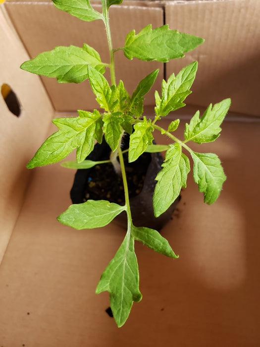 Patio choice yellow tomato - NZ Veggie Plants