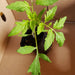 Patio choice yellow tomato - NZ Veggie Plants