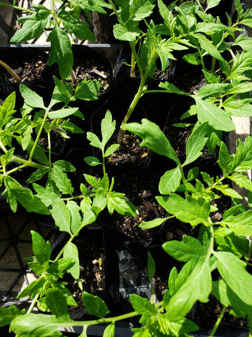 Patio choice yellow tomato - NZ Veggie Plants