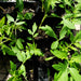 Patio choice yellow tomato - NZ Veggie Plants