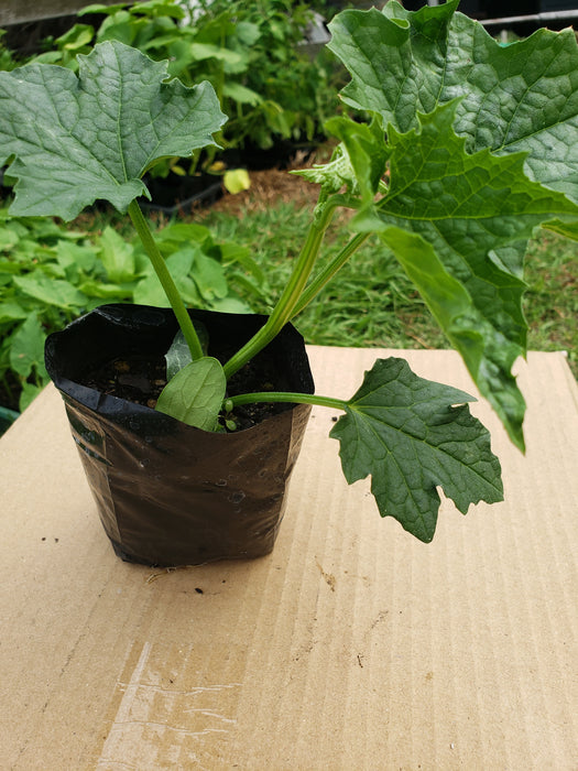 Ram Tori( Sponge Gourd) - NZ Veggie Plants