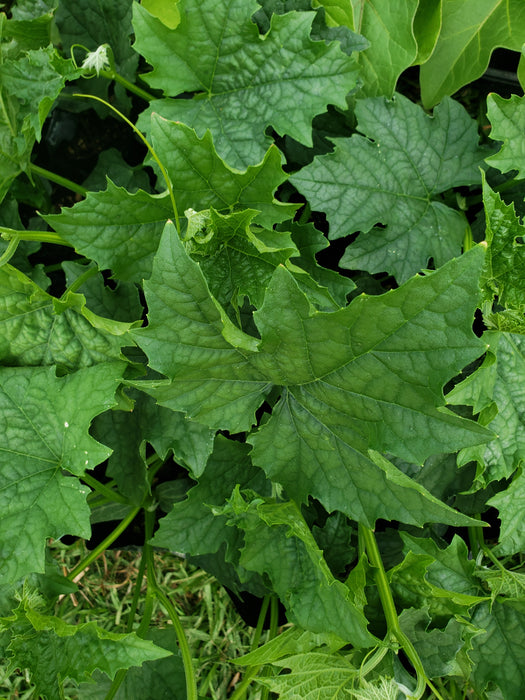 Ram Tori( Sponge Gourd) - NZ Veggie Plants