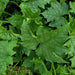 Ram Tori( Sponge Gourd) - NZ Veggie Plants