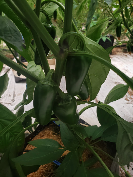 Jalapeño chilli - NZ Veggie Plants