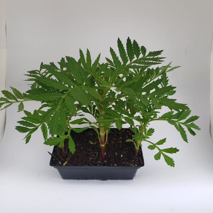 Marigold Sparky Mixed