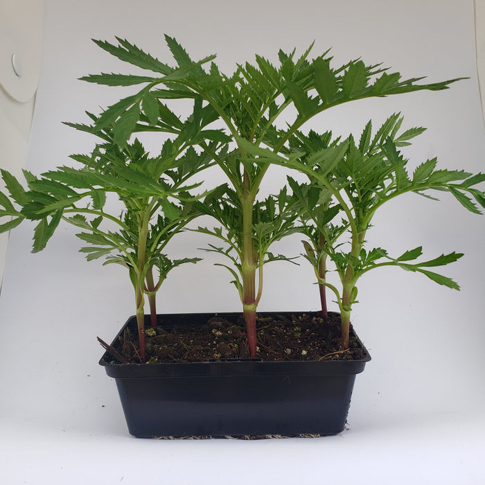 Marigold Sparky Mixed
