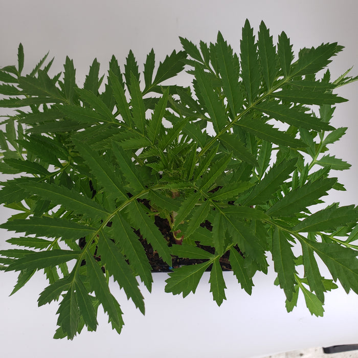 Marigold Sparky Mixed