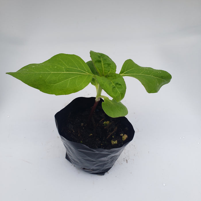 Sunflower Pro Cut Orange