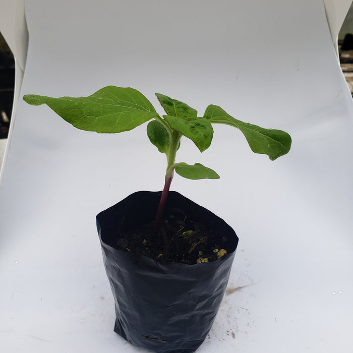 Sunflower Pro Cut Orange