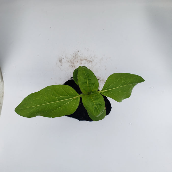 Sunflower Pro Cut Orange